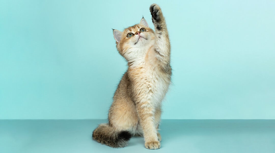 when should I give my cat catnip