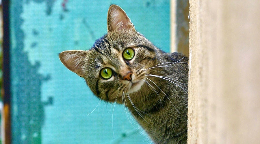how to choose the best cat toys for your cat