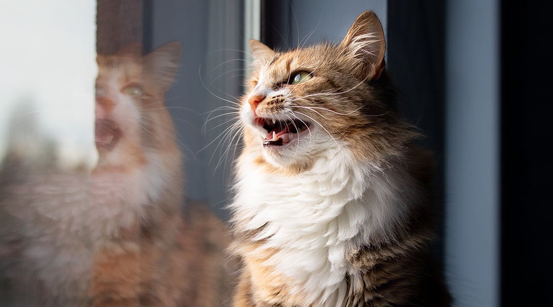 cat chirping by a window