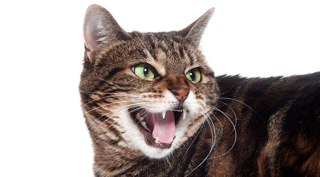 hissing cat