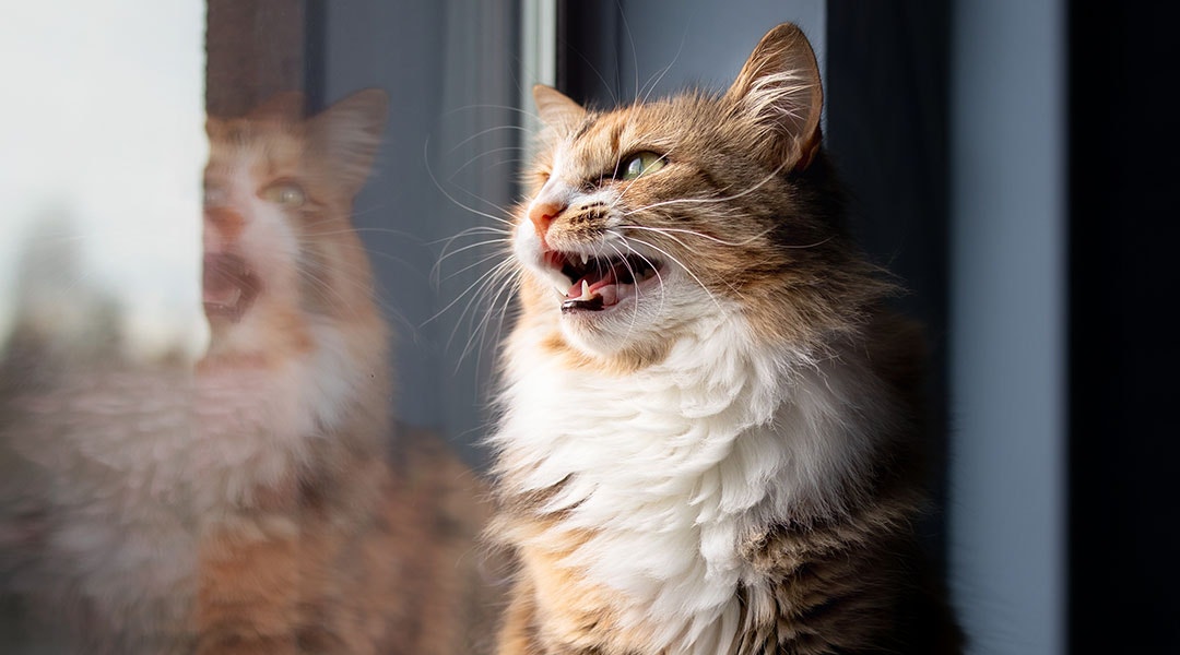 cat chirping by a window