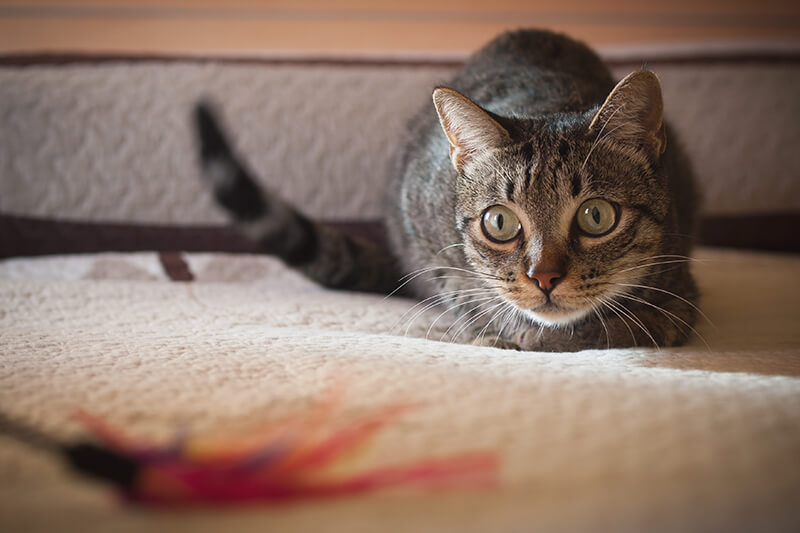 Cat getting ready to pounce