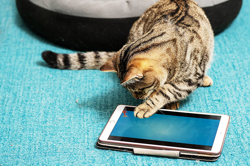 Tabby cat playing on tablet