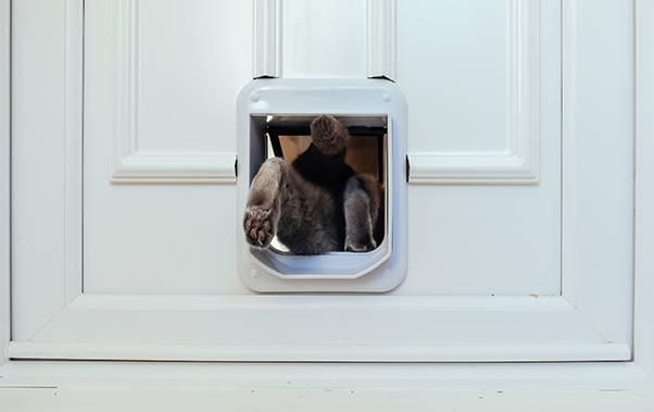 Grey cat leaving the house