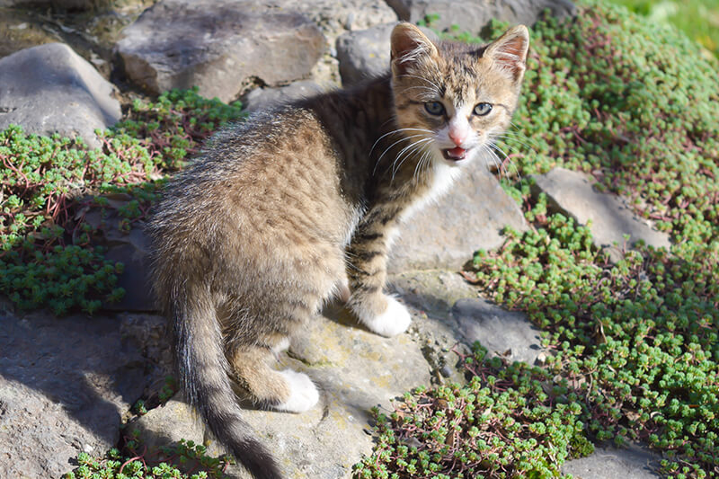 cat yowling outside