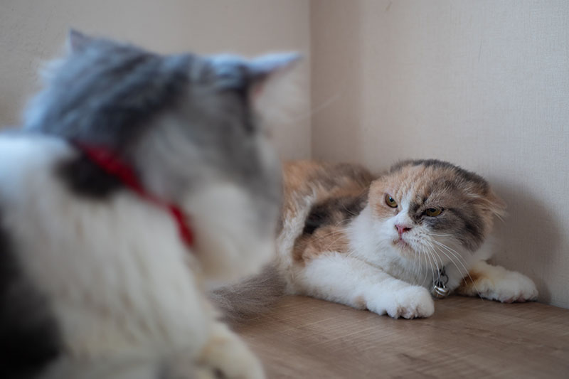cats hissing at each other