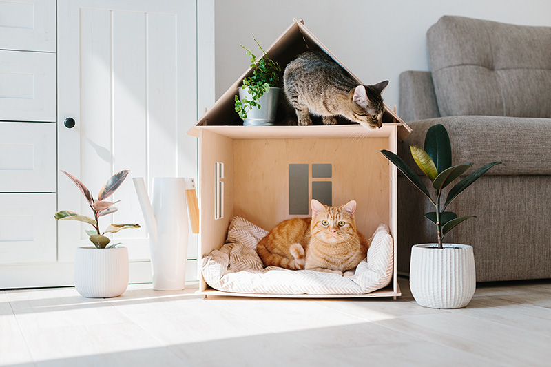 Two cats inside of a homemade cat house